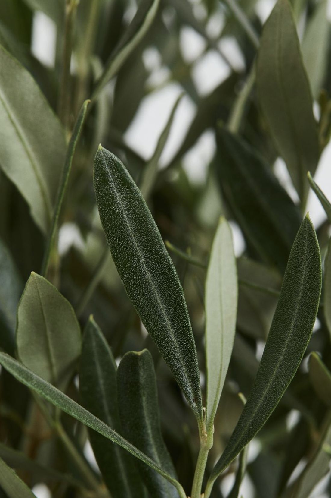 OLIVE LEAF