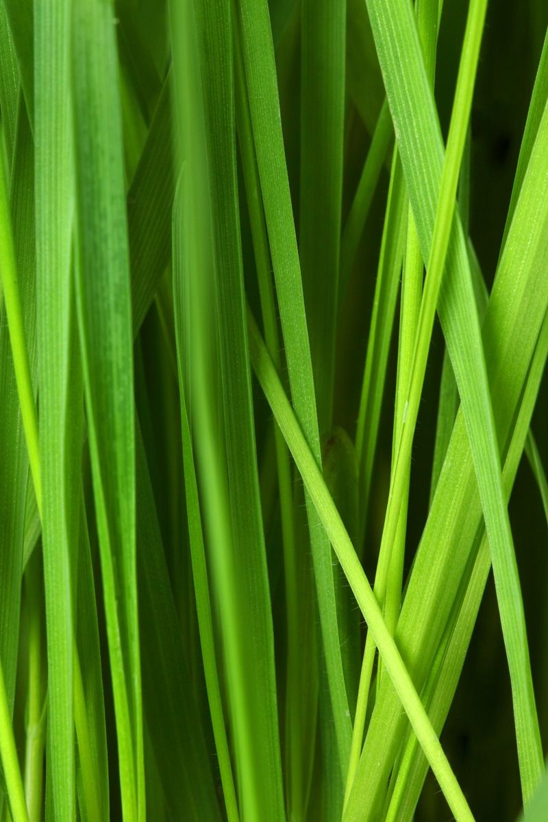 Lemongrass